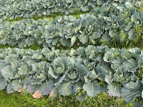 IFUKU Farm
